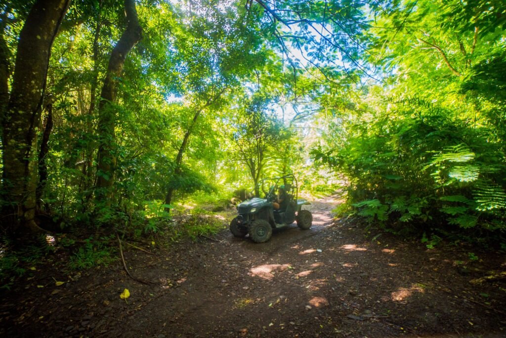 Guests on tour in the Wingfield Rainforest